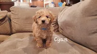 Cyan, a male Poodle - Miniature  for sale in Tacoma, WA – Photo 2 of 5