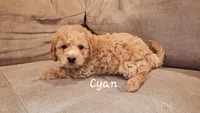 Cyan, a male Poodle - Miniature  for sale in Tacoma, WA – Photo 3 of 5