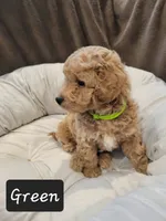 Green , a male Poodle - Miniature  for sale in Tacoma, WA – 3 of 4