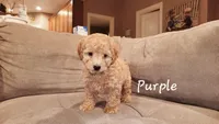 Purple, a male Poodle - Miniature  for sale in Tacoma, WA – Photo 2 of 4