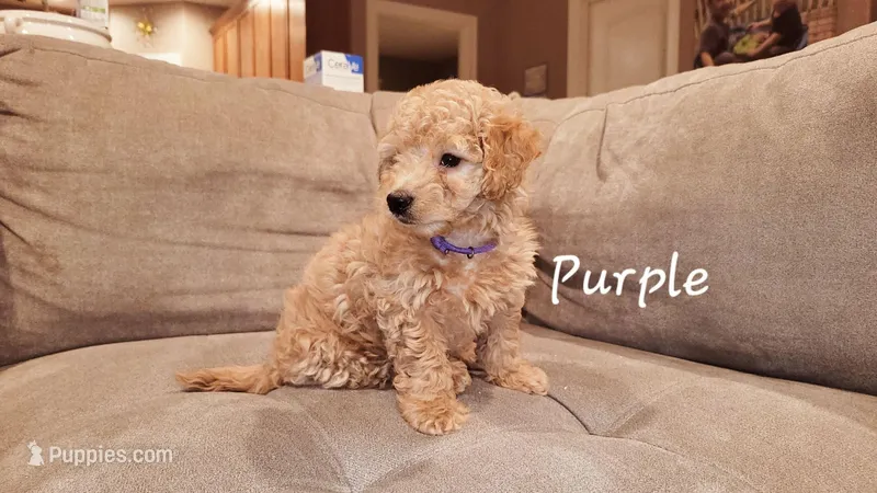 Purple, a male Poodle - Miniature  for sale in Tacoma, WA – Photo 1 of 4