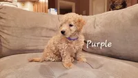 Purple, a male Poodle - Miniature  for sale in Tacoma, WA – Photo 1 of 4