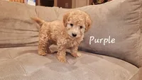 Purple, a male Poodle - Miniature  for sale in Tacoma, WA – Photo 4 of 4