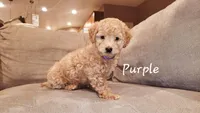 Purple, a male Poodle - Miniature  for sale in Tacoma, WA – Photo 3 of 4