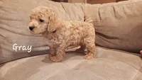 Gray, a male Poodle - Miniature  for sale in Tacoma, WA – Photo 2 of 4