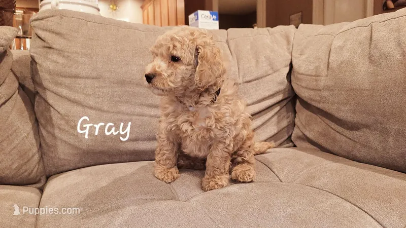 Gray, a male Poodle - Miniature  for sale in Tacoma, WA – Photo 1 of 4