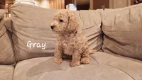 Gray, a male Poodle - Miniature  for sale in Tacoma, WA – Photo 1 of 4