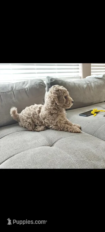 Gray – Poodle - Miniature  puppy for sale in Tacoma, WA