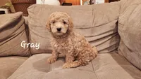 Gray, a male Poodle - Miniature  for sale in Tacoma, WA – Photo 3 of 4