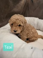 Teal, a female Poodle - Miniature  for sale in Tacoma, WA – 4 of 7