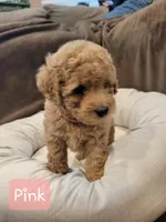 Pink, a female Poodle - Miniature  for sale in Tacoma, WA – 4 of 4