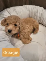 Orange , a male Poodle - Miniature  for sale in Tacoma, WA – 1 of 3