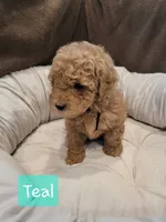 Teal, a female Poodle - Miniature  for sale in Tacoma, WA – 7 of 7