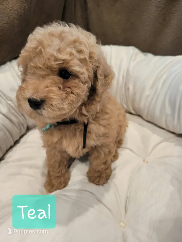 Teal – Poodle - Miniature  puppy for sale in Tacoma, WA