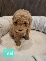 Teal, a female Poodle - Miniature  for sale in Tacoma, WA – 2 of 7