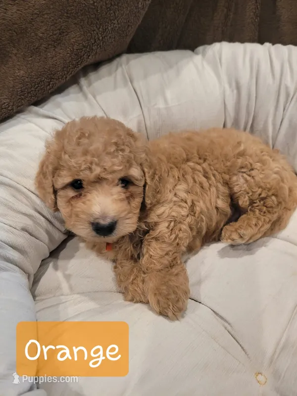 Orange  – Poodle - Miniature  puppy for sale in Tacoma, WA
