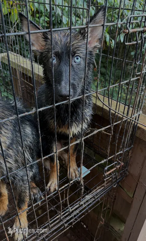 Nova – German Shepherd Dog, Siberian Husky puppy for sale in Rosharon, TX