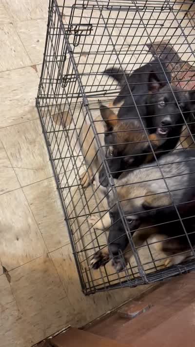 Nova, a female German Shepherd Dog and Siberian Husky for sale in Rosharon, TX – 4 of 4