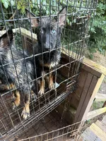 Nova, a female German Shepherd Dog and Siberian Husky for sale in Rosharon, TX – 2 of 4