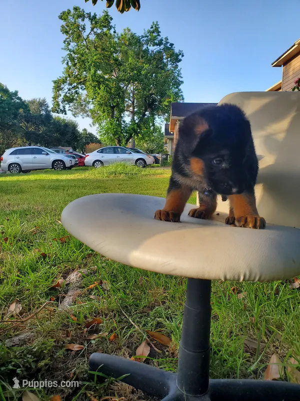 GIRL 1 – German Shepherd Dog puppy for sale in Sugar Land, TX
