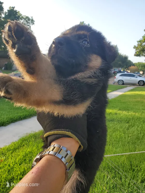 DOY 1 – German Shepherd Dog puppy for sale in Sugar Land, TX