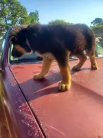 DOY 1, a male German Shepherd Dog for sale in Sugar Land, TX – 2 of 2