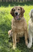 Dozer, a male Golden Retriever for sale in Ringgold, GA – 2 of 2