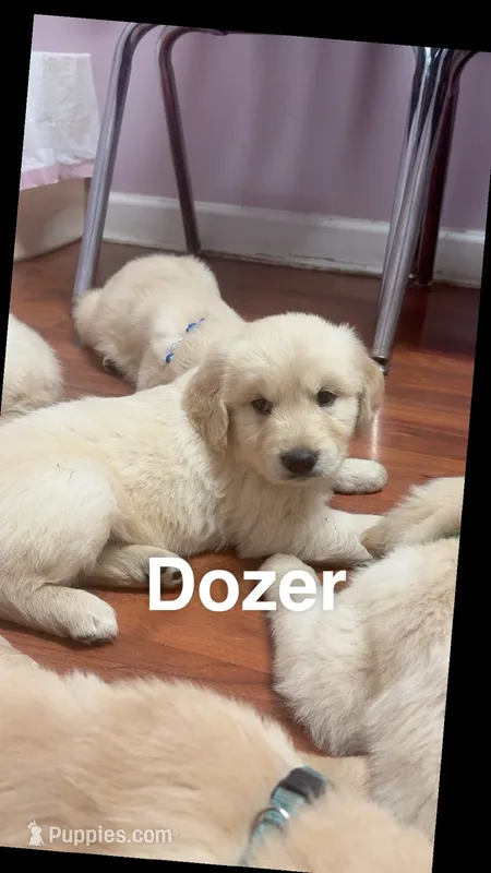 Dozer – Golden Retriever puppy for sale in Ringgold, GA