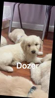 Dozer, a male Golden Retriever for sale in Ringgold, GA – 1 of 3