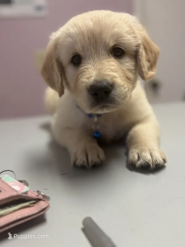 Biscuit – Golden Retriever puppy for sale in Ringgold, GA