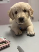 Biscuit, a male Golden Retriever for sale in Ringgold, GA – 1 of 3