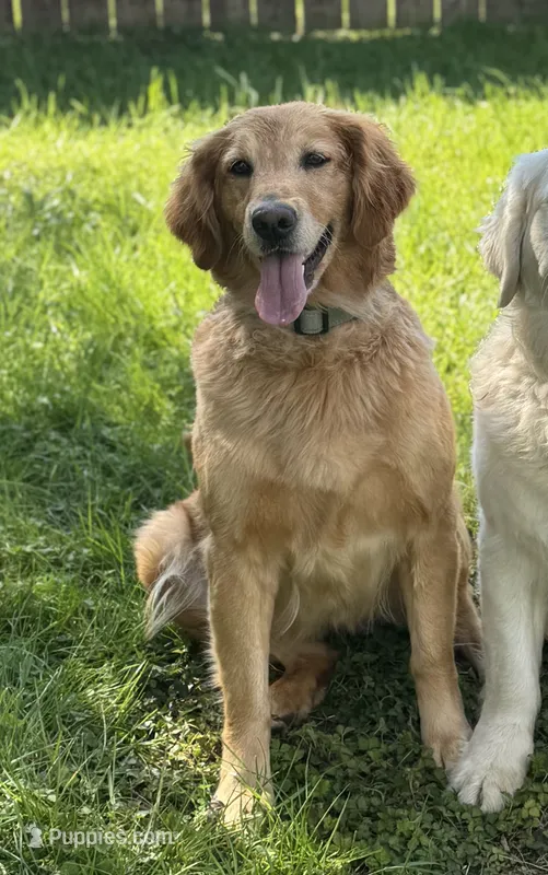 Timber – Golden Retriever puppy for sale in Ringgold, GA