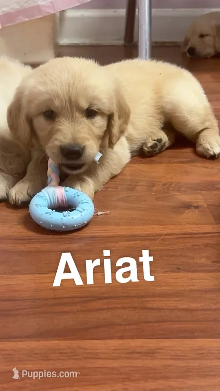 Ariat  – Golden Retriever puppy for sale in Ringgold, GA
