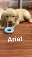 Ariat , a male Golden Retriever for sale in Ringgold, GA – 1 of 3
