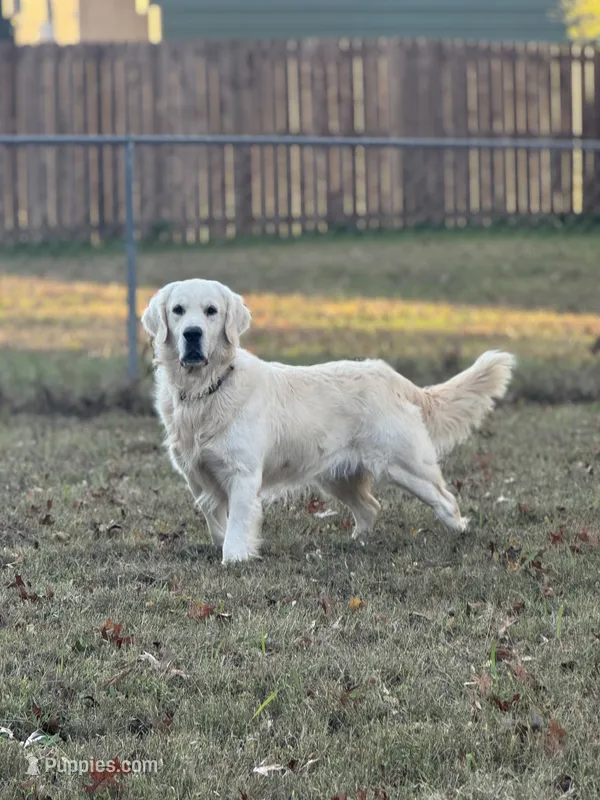 Ariat  – Golden Retriever puppy for sale in Ringgold, GA