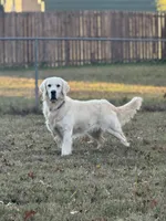 Ariat , a male Golden Retriever for sale in Ringgold, GA – 1 of 2