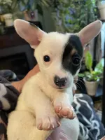 Cash, a male Chiweenie for sale in Greenville, SC – 2 of 6