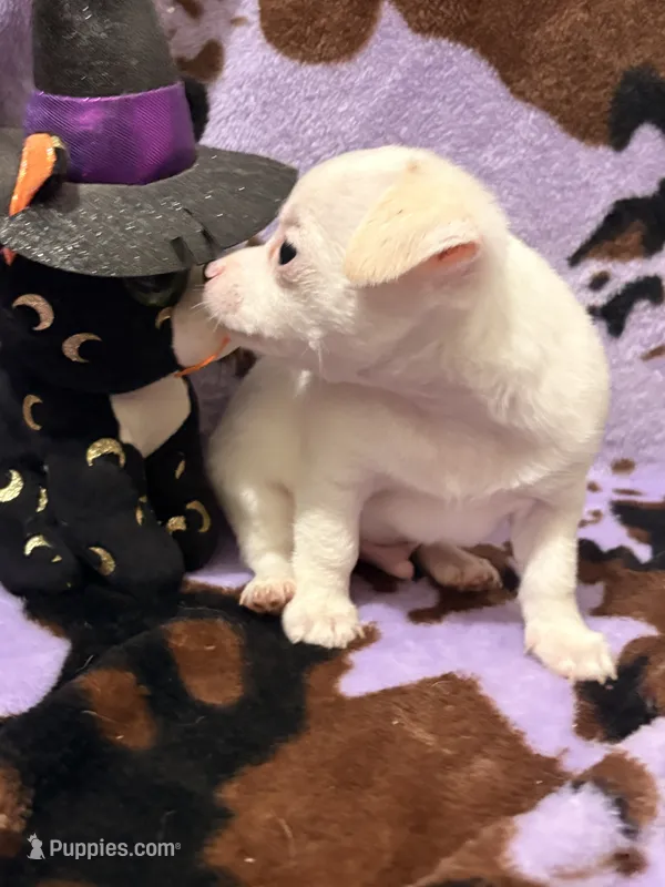 Henry  – Chiweenie puppy for sale in Greenville, SC