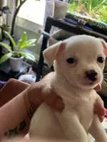 Henry , a male Chiweenie for sale in Greenville, SC – 2 of 3