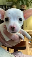 Dolly , a female Chiweenie for sale in Greenville, SC – 2 of 6