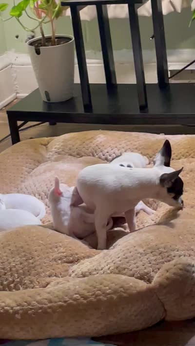 Milo , a male Chiweenie for sale in Greenville, SC – 4 of 4