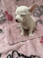 Milo , a male Chihuahua for sale in Greenville, SC – 2 of 2
