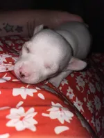 Dolly , a female Chihuahua for sale in Greenville, SC – 6 of 10