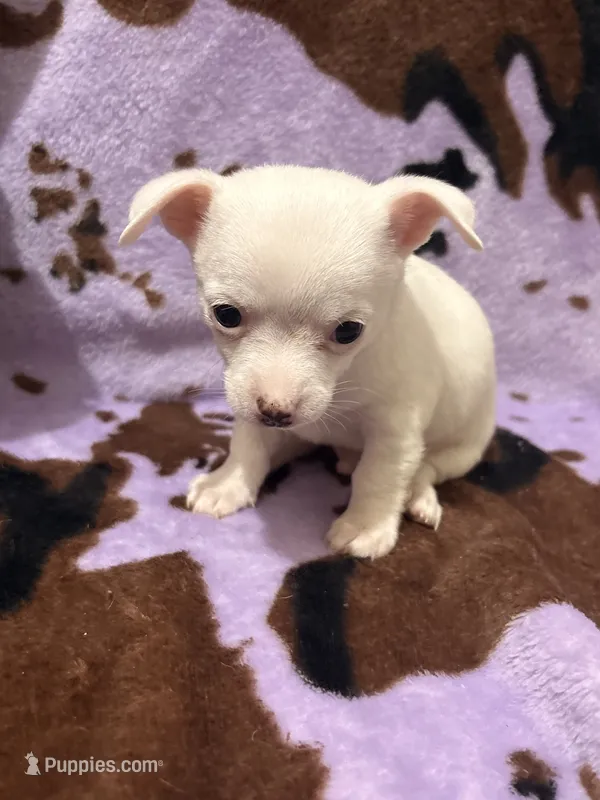 Milo  – Chiweenie puppy for sale in Greenville, SC