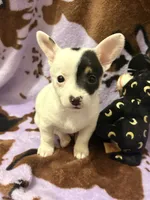 Cash , a male Chiweenie for sale in Greenville, SC – 3 of 9