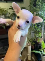 Dolly , a female Chiweenie for sale in Greenville, SC – 6 of 6