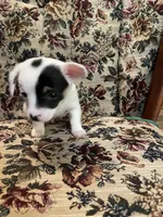Bud , a male Chiweenie for sale in Greenville, SC – 6 of 7