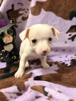 Dolly , a female Chihuahua for sale in Greenville, SC – 1 of 10