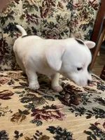 Bud , a male Chiweenie for sale in Greenville, SC – 2 of 7
