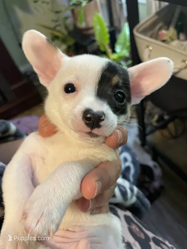 Cash – Chiweenie puppy for sale in Greenville, SC